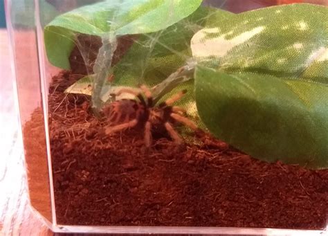 Chromatopelma Cyaneopubescens Green Bottle Blue Sling Tarantulas