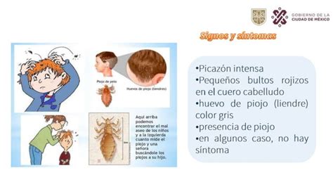 Pediculosis Ppt Buena Pptx Descarga Gratuita