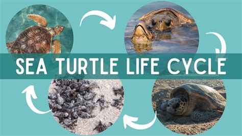 The Life Cycle Of Sea Turtles The Journey From Hatchling To Adulthood Youtube