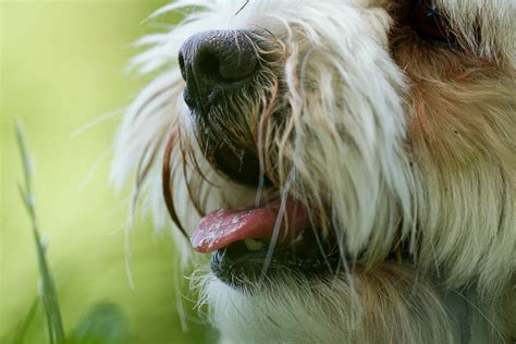 Por qué mi perro babea mucho Causas y tratamiento