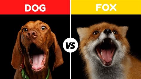 Whats The Difference Between A Dog And A Fox