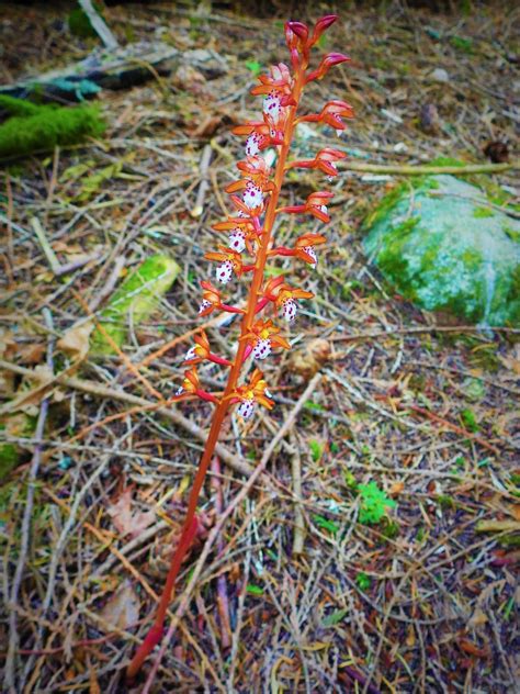 Spotted Coral Root Orchid A Spotted Coral Root Orchid Cor Flickr