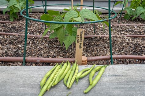 Our First Beans The Blissful Gardeners