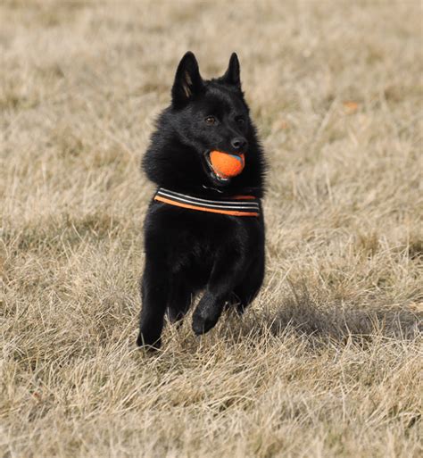 9 Belgian Dog Breeds That Are Great Active Companions – PureWow