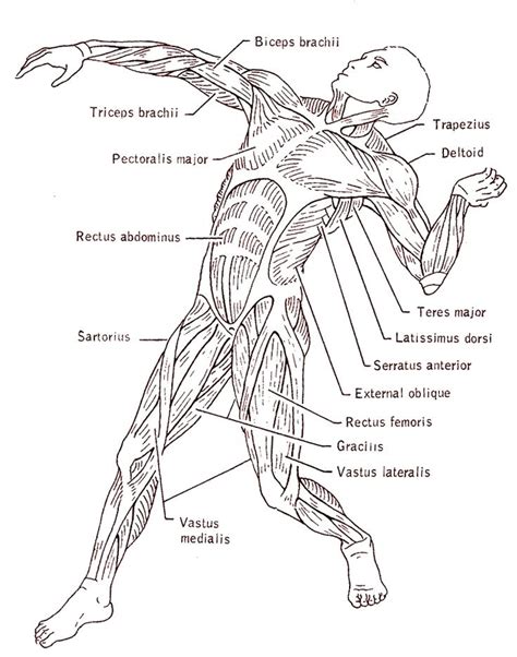 Anatomy Coloring Pages Muscles At Free Printable