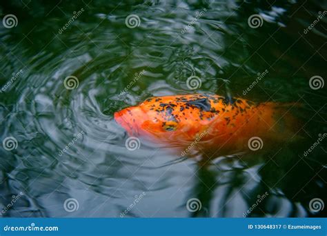 Decorative Koi Fish Stock Image Image Of Giant Feeding 130648317