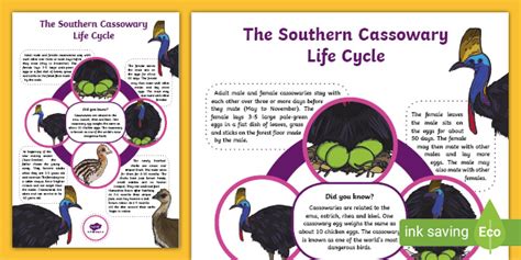 Cassowary Life Cycle Display Poster (Teacher-Made)