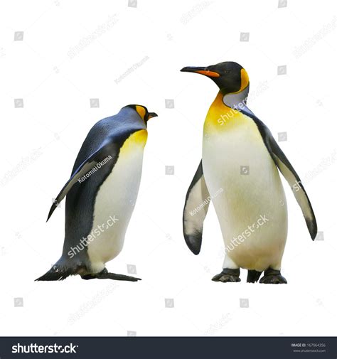 Emperor Penguins Isolated On White Background Stock Photo 167064356 ...