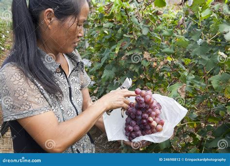 Grape Farmer Harvesting Grapes Editorial Photography - Image: 24698812