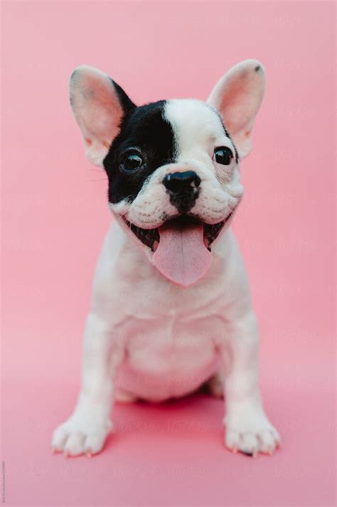 "French Bulldog Puppy On Pink Background" by Stocksy Contributor "Brat ...