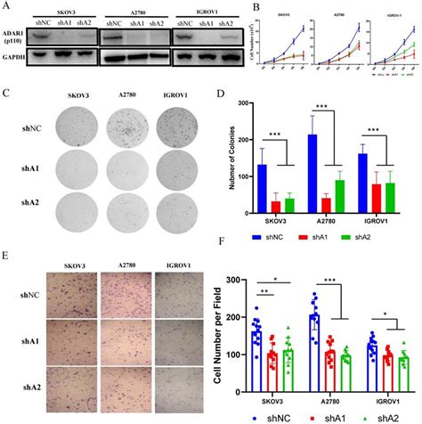 Adar Prevents R Loop Accumulation Driven Atr Pathway Activation In