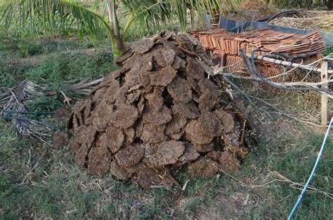 dung fuel pats  photo  pixabay