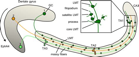 topography  hippocampal mossy fiber plasticity neuron