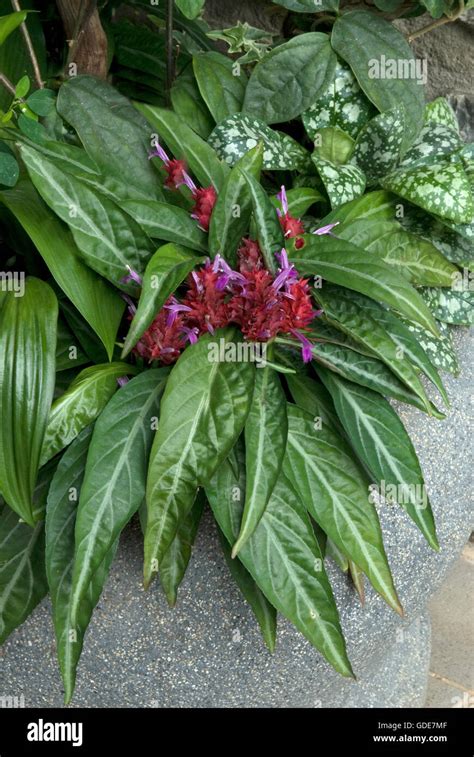 Porphyrocina pohliana 'Maracas' , Brazilian Fireworks plant Stock Photo ...