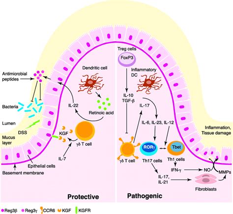 Gd T Cells In Ibd Protective Gd T Cells Accumulate During Intestinal Download Scientific