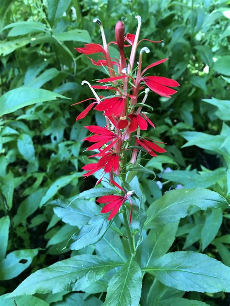 Lobelia cardinalis (Cardinal Flower, Indian Pink, Lobelia) | North ...