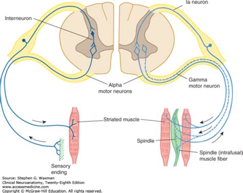 Neuromuscular Control Flashcards Quizlet