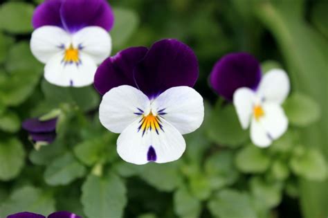 Purple And White Petal Flower Free Stock Photo Public Domain Pictures