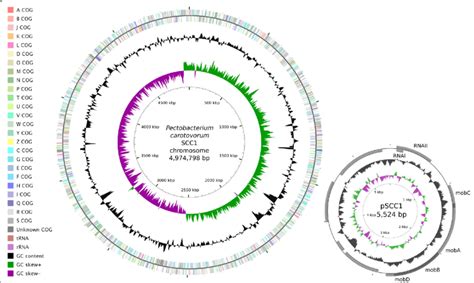 Circular Maps Of The Chromosome And Plasmid Of Pectobacterium