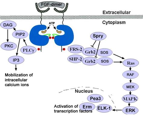 Schematic Diagram Showing Several Fgf Signaling Pathways Fgfr Is Download Scientific Diagram