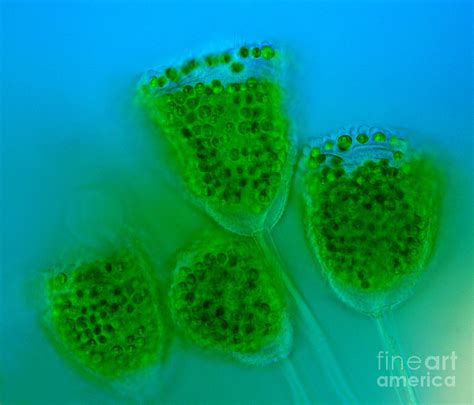 Vorticella Polarized Lm Photograph By Marek Mis Fine Art America