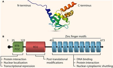 Frontiers The Promyelocytic Leukemia Zinc Finger Protein Two Decades