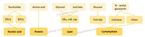 Khái niệm quá trình tổng hợp ở vi sinh vật và ứng dụng