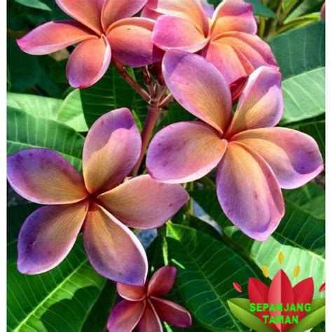 Jual Tanaman Hias Kamboja Bali Bunga Purple Orange Tinggi ± 1 Meter ...
