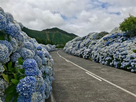 El Paraíso De Las Hortensias Las Islas Azores Ruta Por El Oeste De La