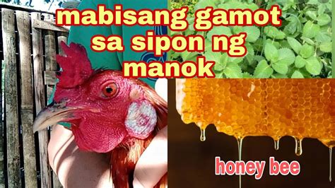 MABISANG GAMOT SA SIPON AT HALAK NG MANOK ANG OREGANO EXTRACT HONEY