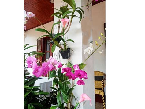 Growing Orchids For Beginners Learning The Basics