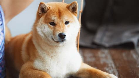 Shiba Inu Shib Price Predictions Where Will Shib Go After Binance