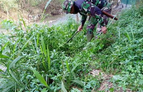 Satgas Citarum Sektor 21 16 Cicalengka Lakukan Pembersihan Rumput Liar