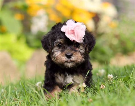 Adorable Yorkie Poo Puppies For Sale Best Yorkie Poos