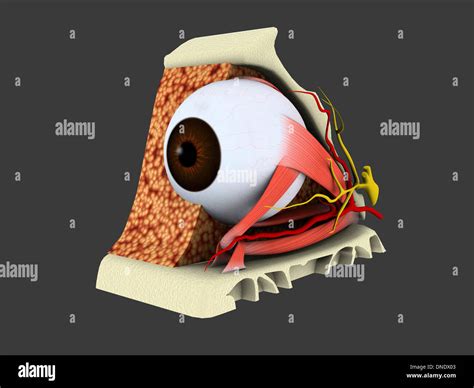 Konzeptbild Der Anatomie Des Menschlichen Auges Stockfotografie Alamy