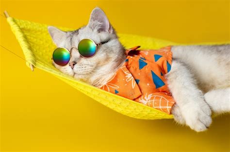 Retrato De Un Adorable Gato Blanco Con Gafas De Sol Y Una Camisa Se