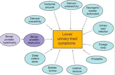 FUNDAMENTALS URINARY AND BOWEL ELIMINATION Flashcards Quizlet