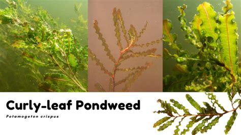 Curly Leaf Pondweed Slelo Prism