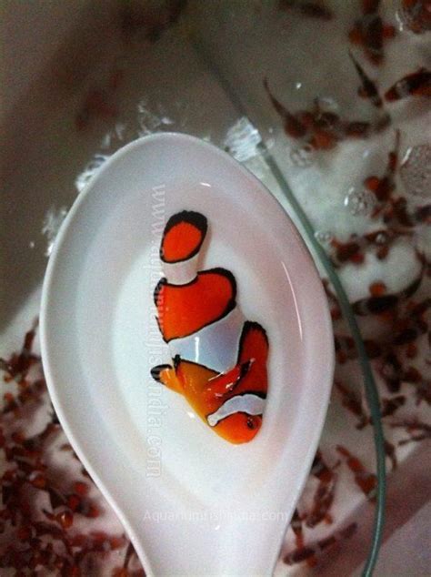 True Percula Clownfish Buy Online India - True Percula Clownfish For Sale