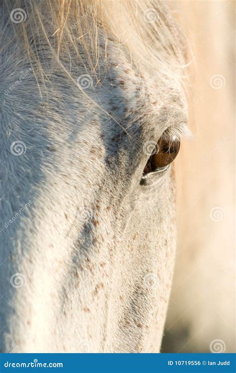 Staring Horse Stock Photo Image Of Inquisitive Focussed 10719556