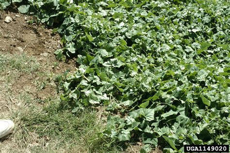 Ivy Gourd Coccinia Grandis