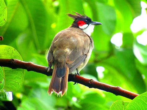 The Red-whiskered Bulbul or Pycnonotus Jocosus or Crested Bulbul Stock ...