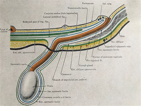 Inguinal Canal And Spermatic Cord Hot Sex Picture