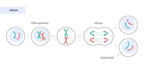 Animal Cell Mitosis Labeled Mitosis Labeled Diagram Make Sure You