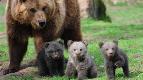 Parco Nel Nati Cuccioli Di Orso Rete