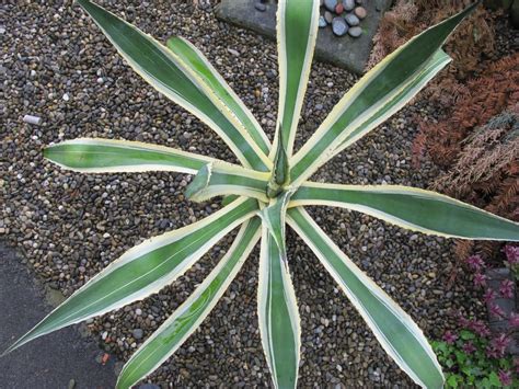 Agave Kaufen Auf Ricardo