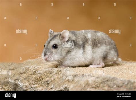 Animals Hamster Hi Res Stock Photography And Images Alamy