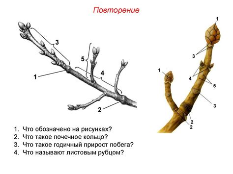 Побег. Особенности внешнего строения побега - презентация онлайн