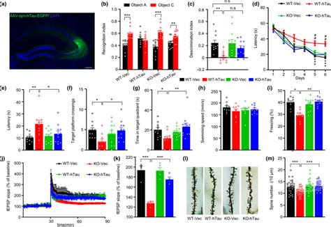 Trpc Knockout Improves Htauinduced Memory Deficits And Synaptic