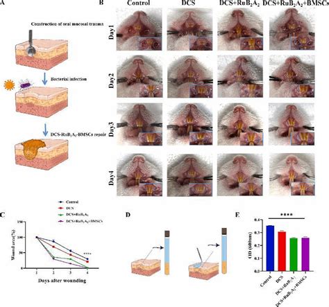 生命科学学院赵春华教授等 在《bioactive Materials》上发表最新成果 上海大学生命科学学院